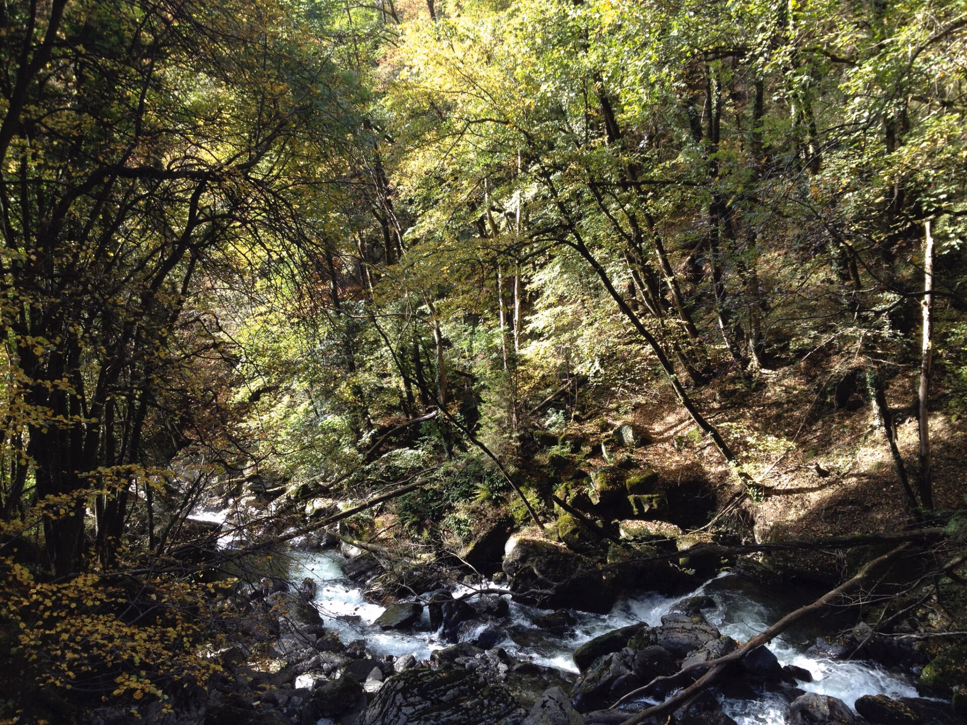Ein Bach, der durch Wälder fließt.